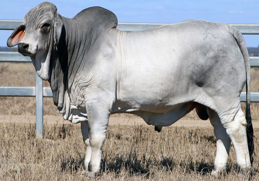 90-2AM-CAIRO-6660-2AM6660M