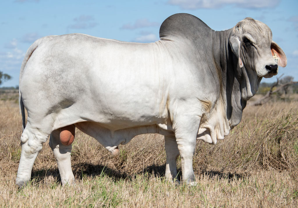 91_7961-BULL