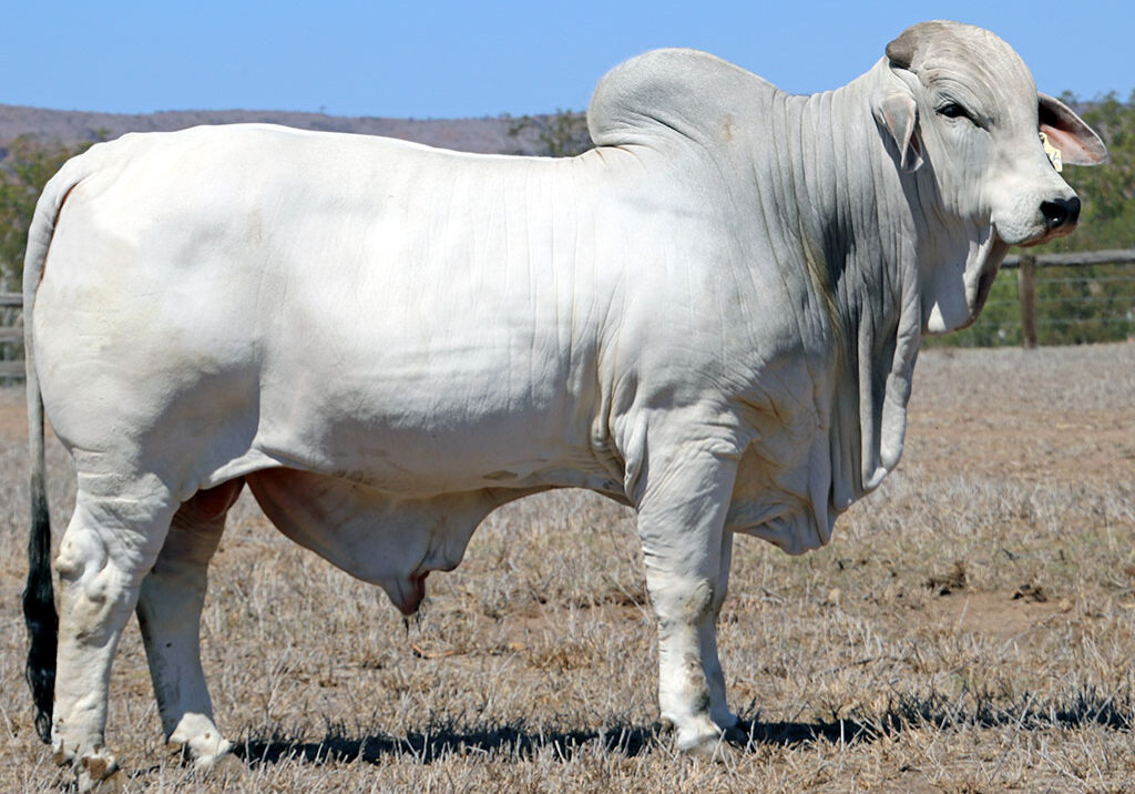 92-LANCEFIELD-S-ASHTON-57861-LAS57861M