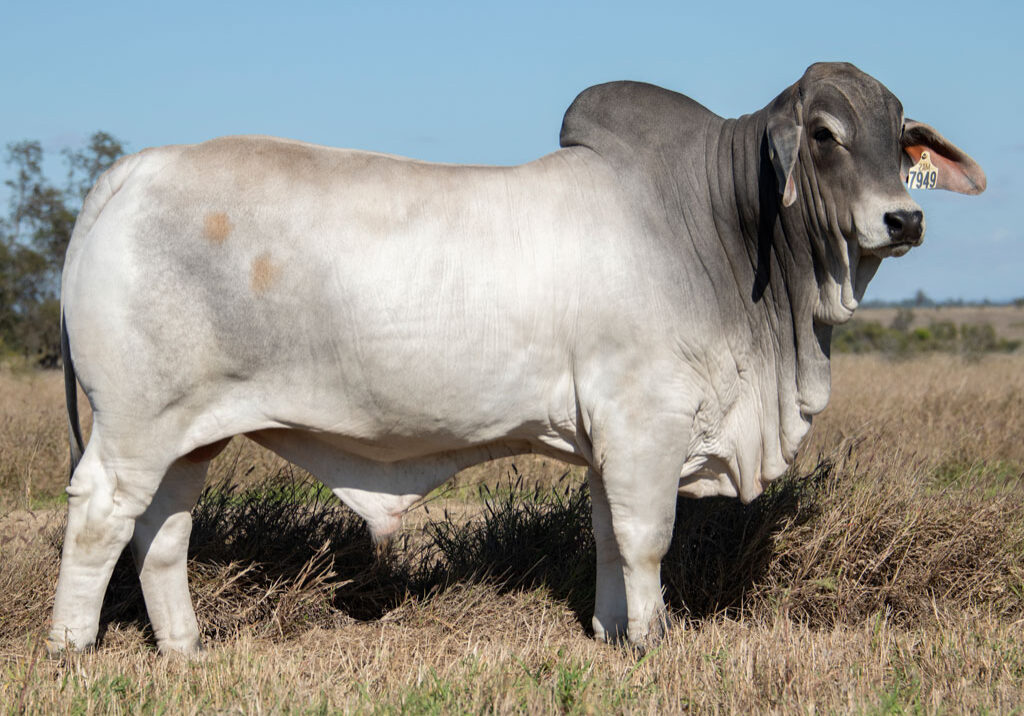 92_7949-BULL