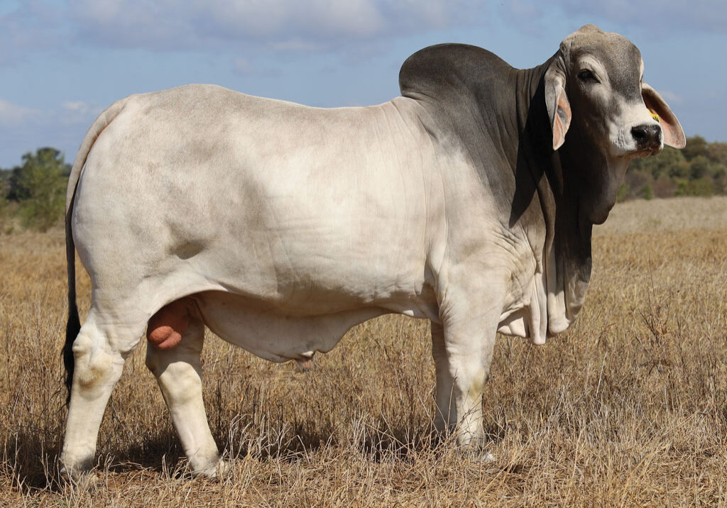 95_DJM1422M_PALMAL-AVALON_NEW