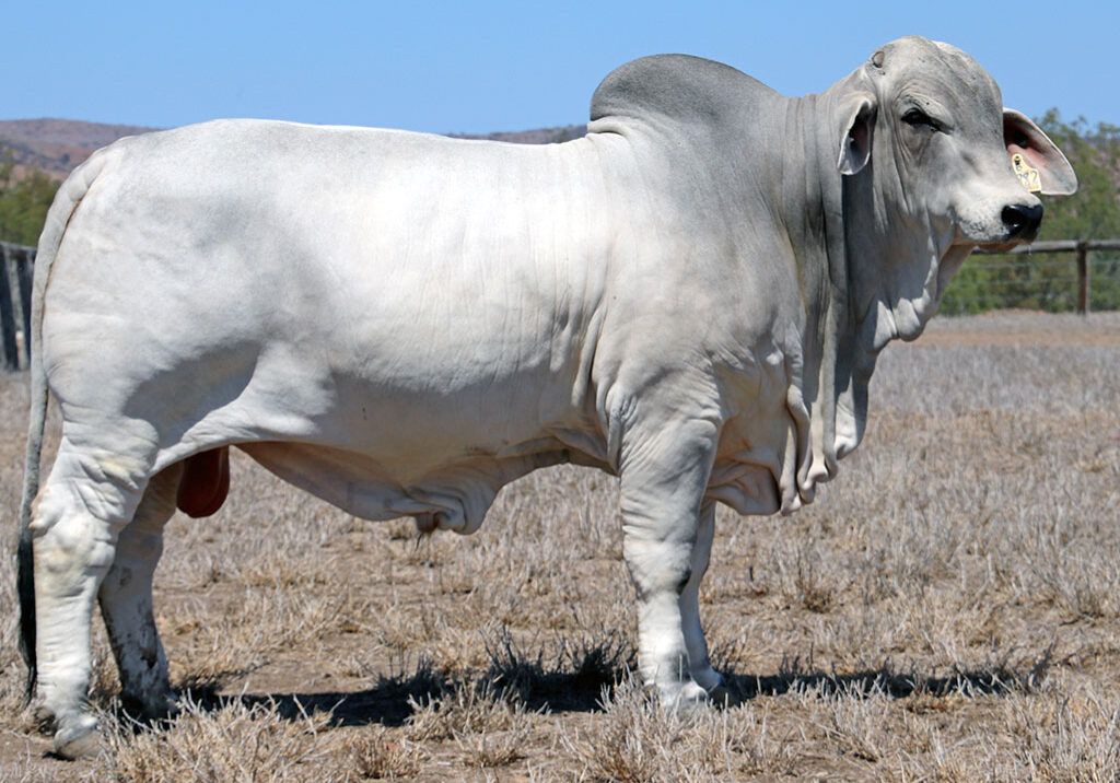 97-LANCEFIELD-S-COOK-57821-(P)-LAS57821M