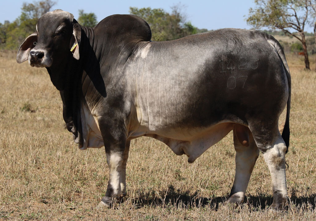 97_DJM1423M_PALMAL-ANCHORAGE