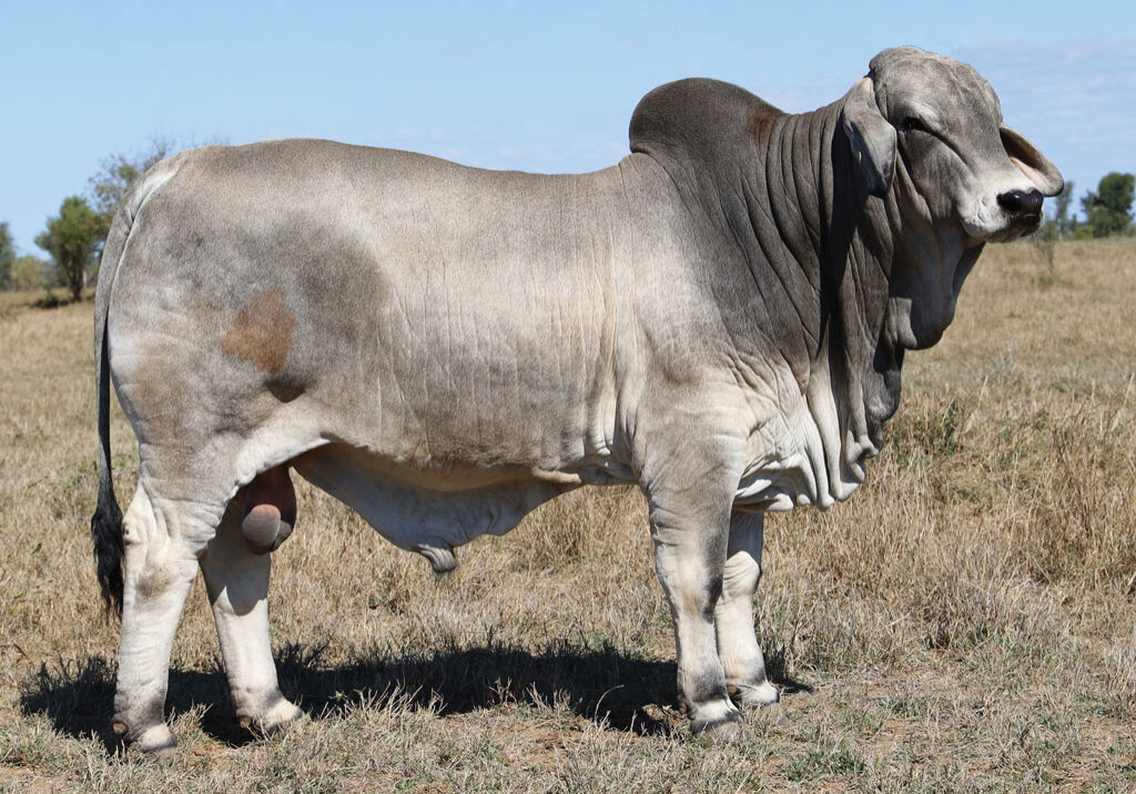 98_DJM1499M_PALMAL-DUNTROON