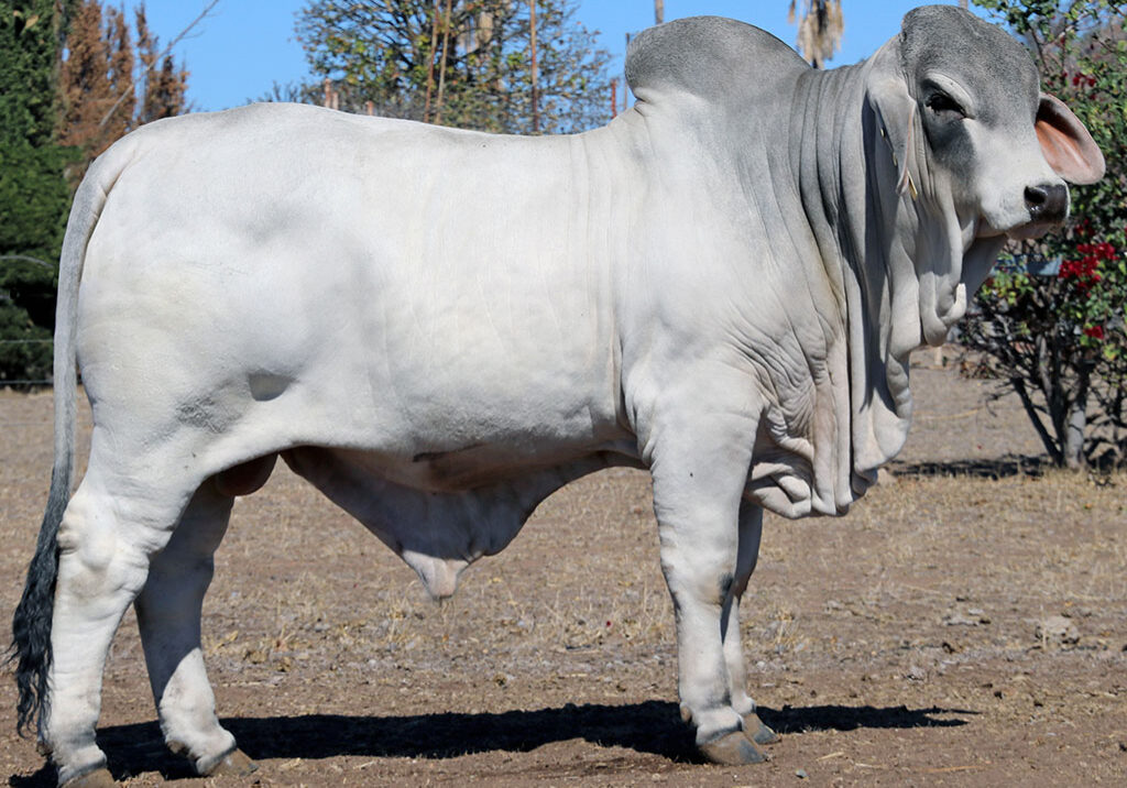 99-LANCEFIELD-M-RIFLEMAN-5960M-LAM5960MM