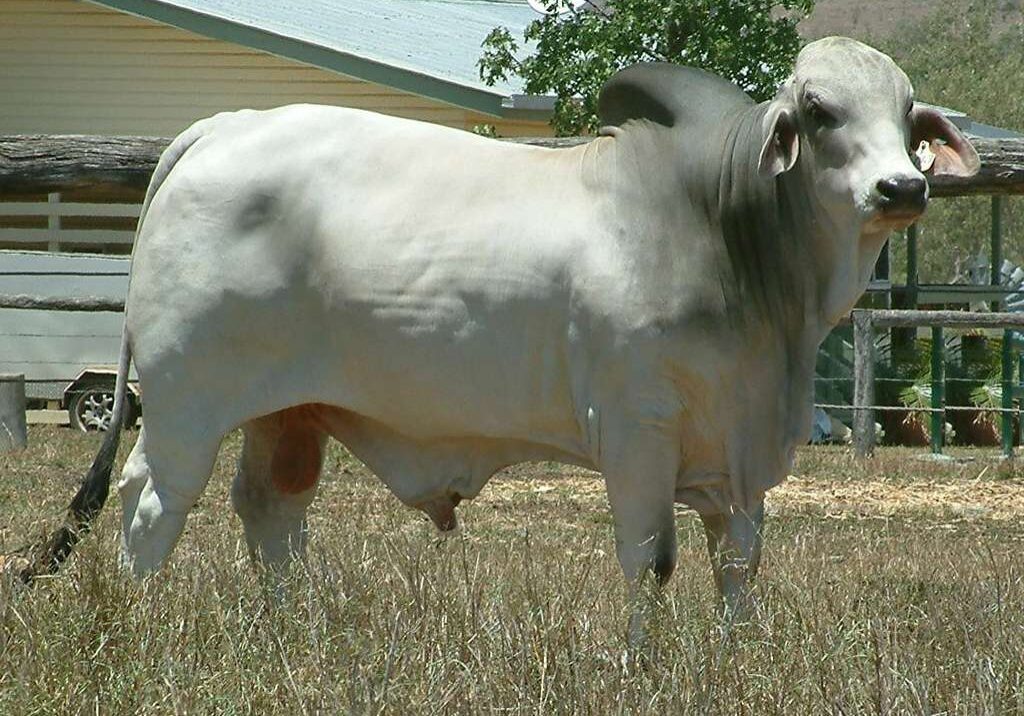 LANCEFIELD-WHISTLER-MANSO-4067$1-LAN4067$1M