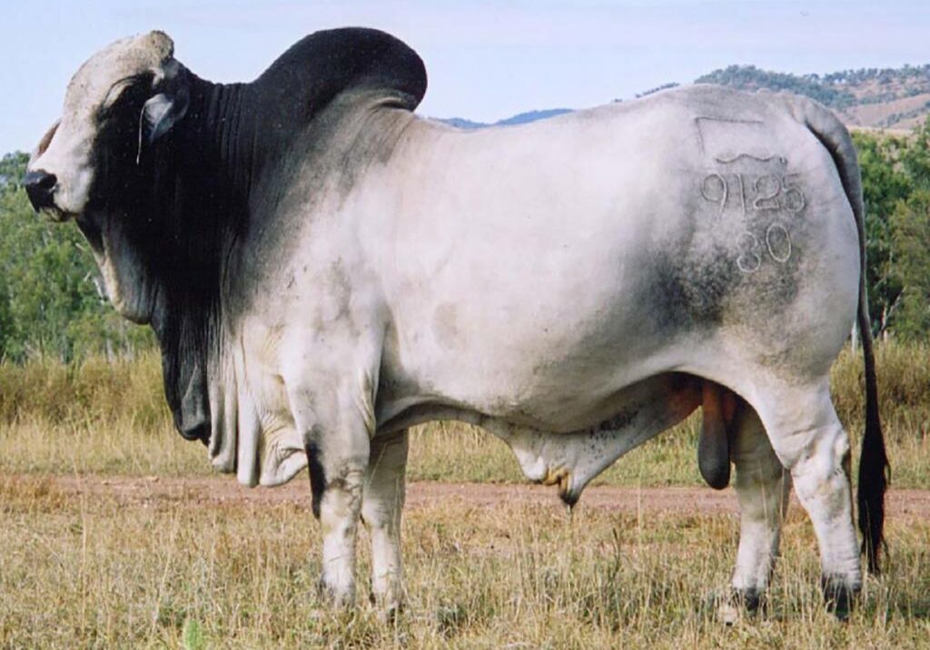 LANCEFIELD_KALAHARI_MANSO_9125M