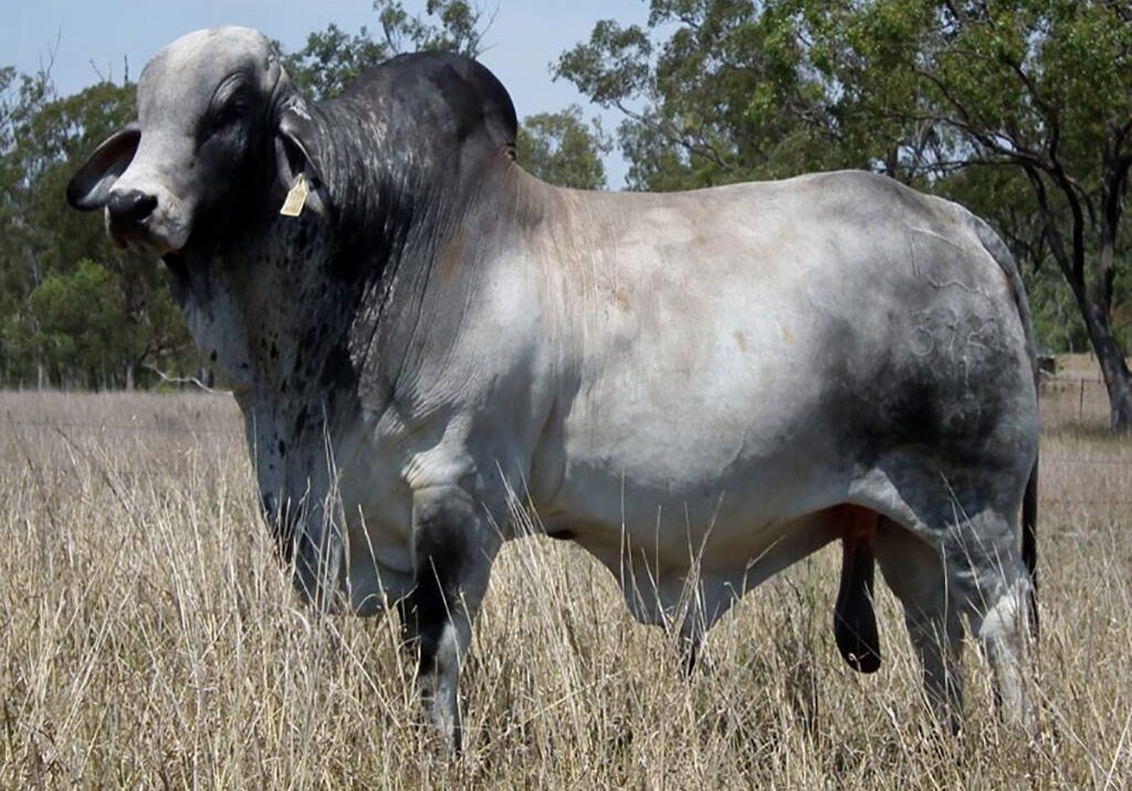 LANCEFIELD_S_KANSAS_3921$1M