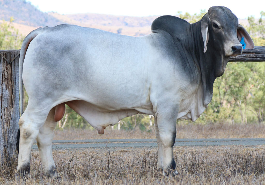 LOT-125-LANCEFIELD-S-RADLEY