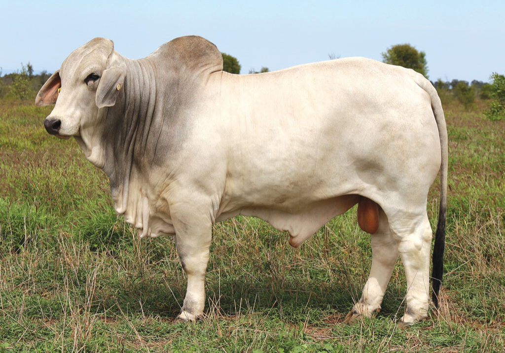 LOT-2_DJM1875M_PALMAL-DONELLO_CMYK_300