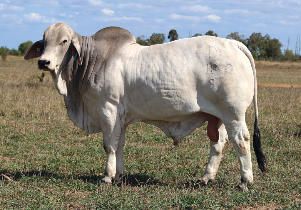 LOT-3_DJM1870M_PALMAL-KOVU-copy