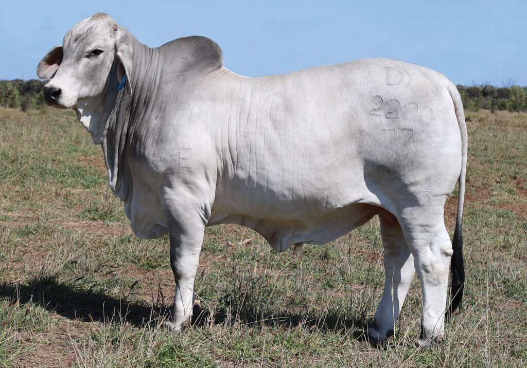 LOT-59_NEW_PALMAL-2200