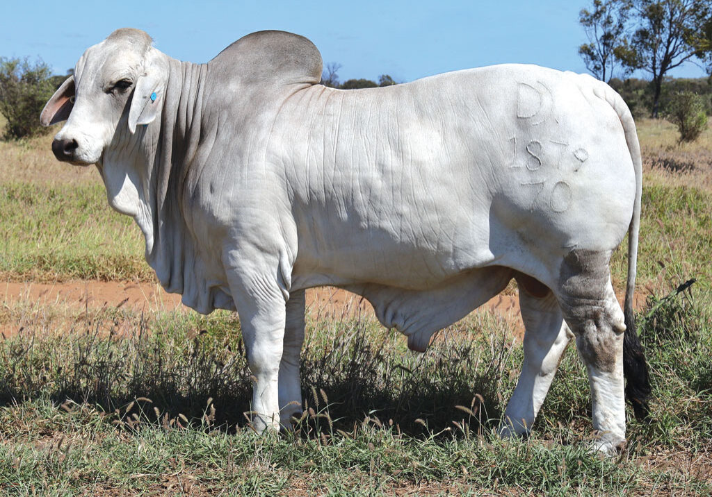 LOT-63_NEW_PALMAL-EDMOND-1879