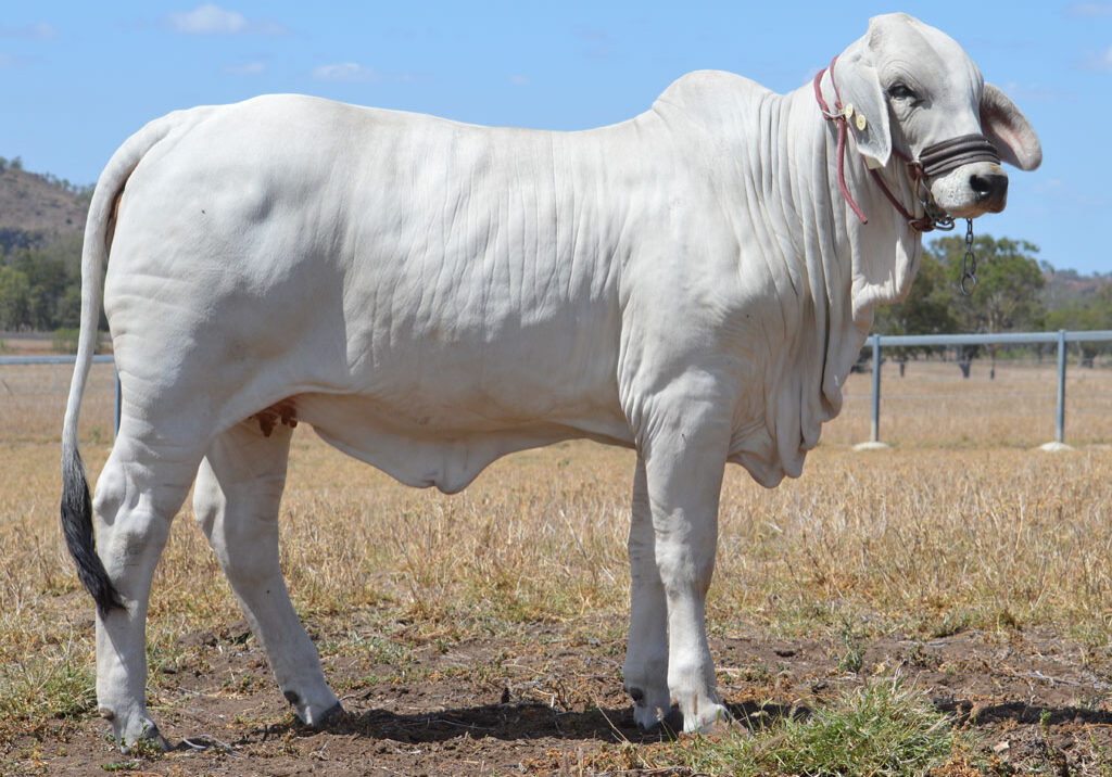 LOT148LAM4867-LOT-148