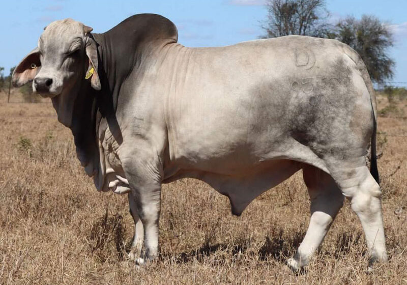 LOT16_PAL9539IMG7731