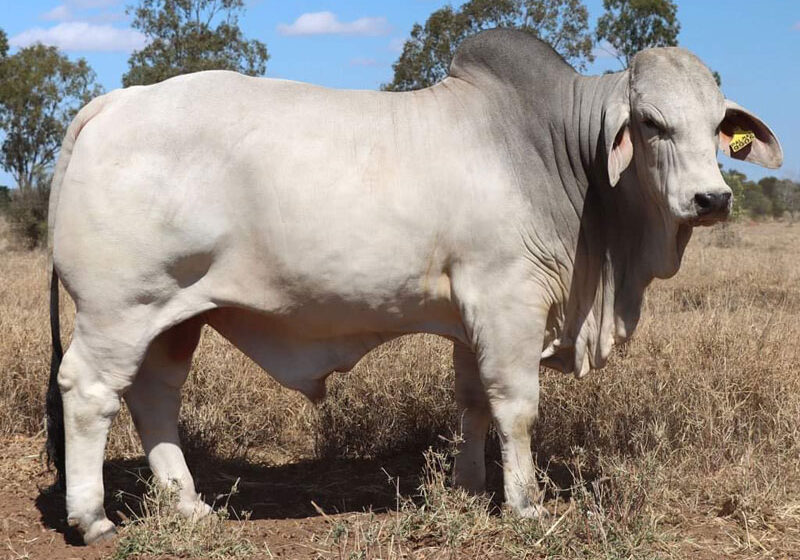 LOT63_PAL9905IMG7733