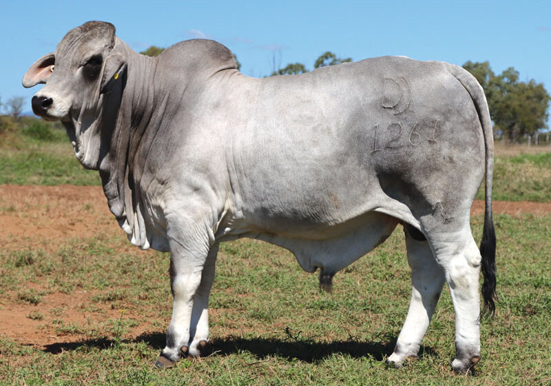 LOT67DJM1261MPALMALREGATTA