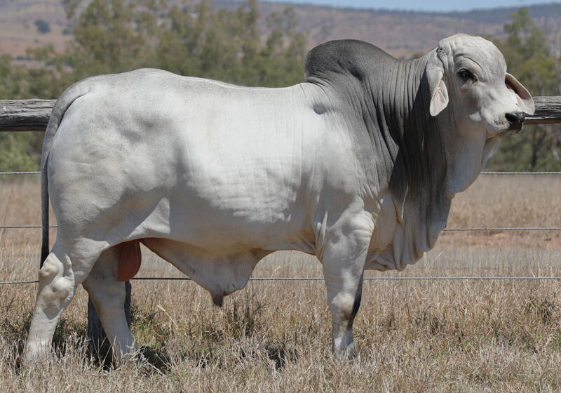 LOT99_LAS6072