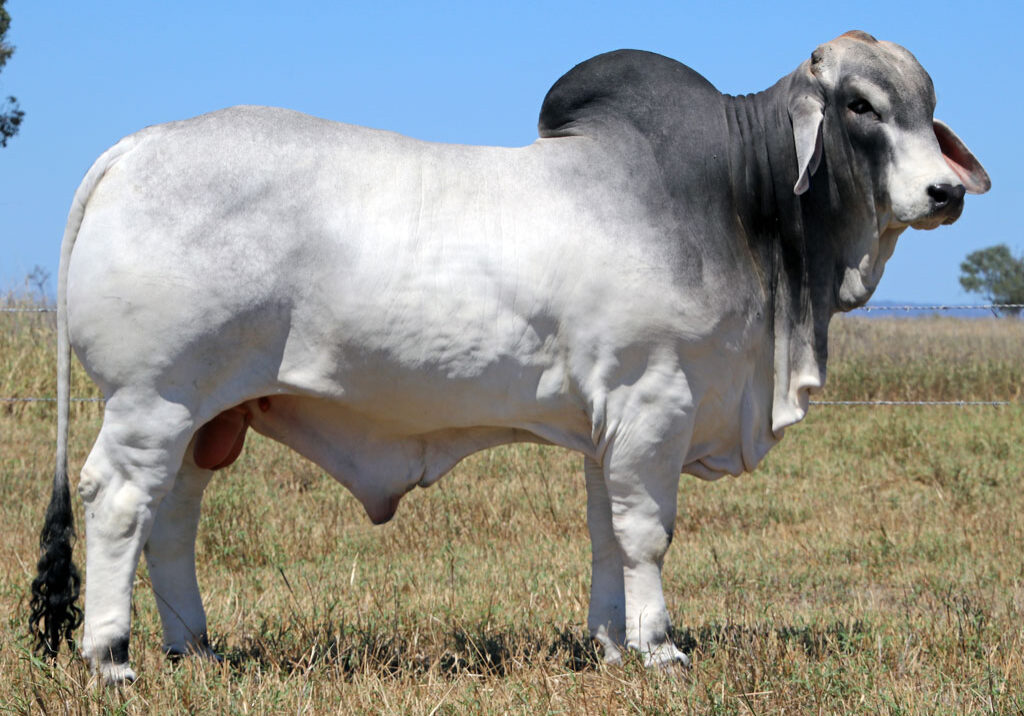 Lot-1-Elrose-Jury-18749-(Poll-Scurr)_McCALM