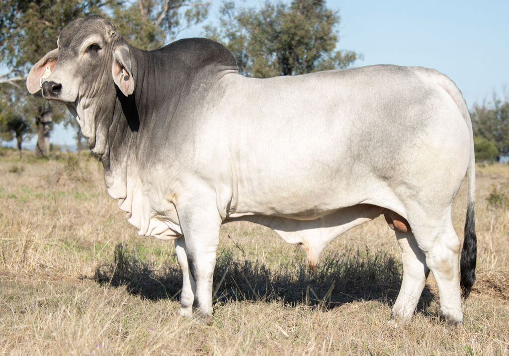 Lot-10---Elrose-Starmaker-23002-(PS)