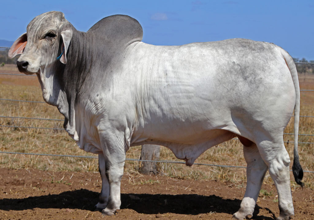 Lot-100-Elrose-Wonder-17431_McCALM