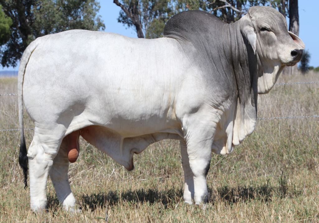 Lot-101-Elrose-Maverick-17626_McCALM