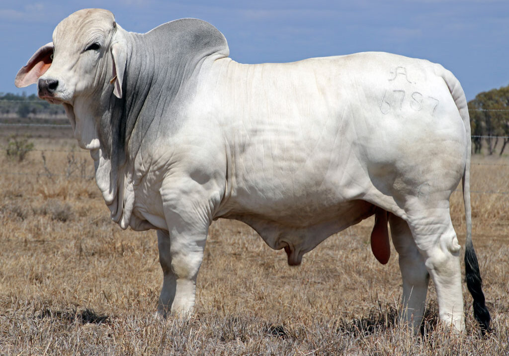 Lot-11-2AM-Hamilton-6787_McCALM