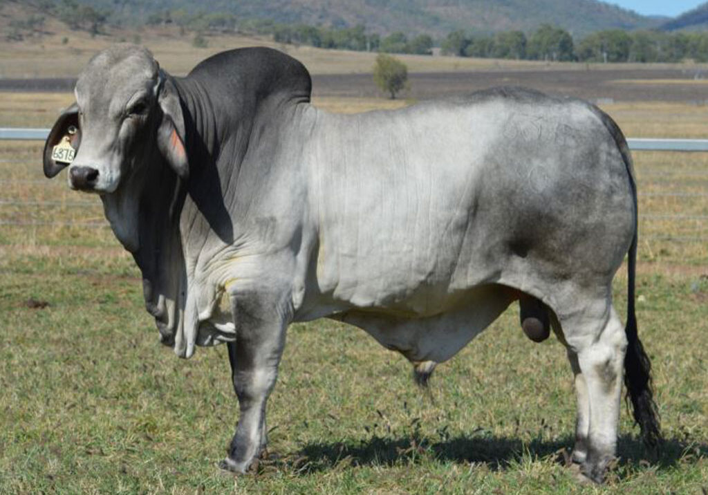 Lot-111-Lancefield-M-6375