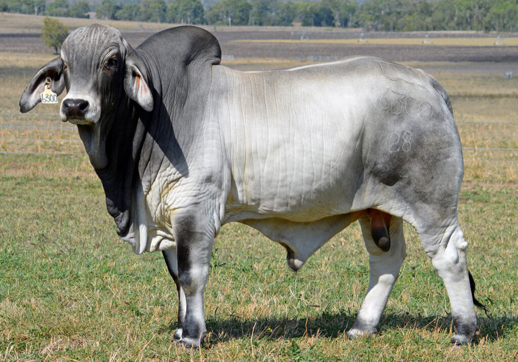 Lot-113-Lancefield-M-Emerson-6300-(Poll-Scurr)_MM