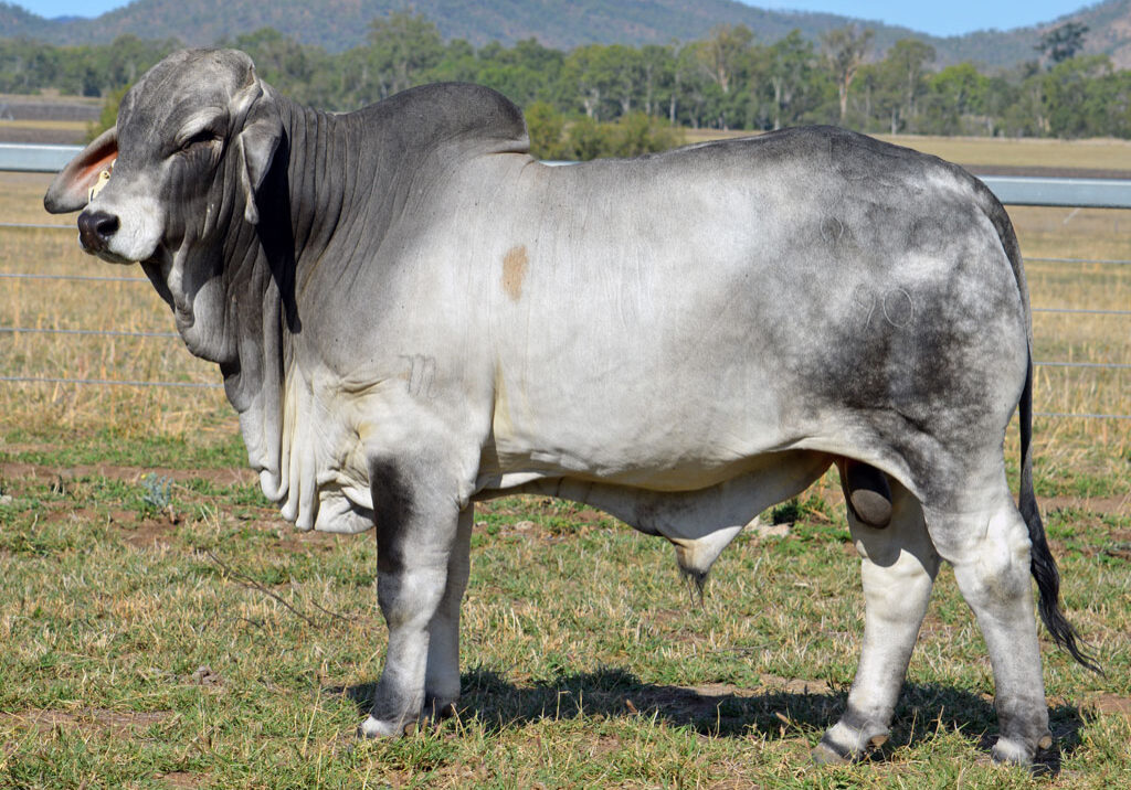 Lot-114-Lancefield-M-Reeves-6370_MM