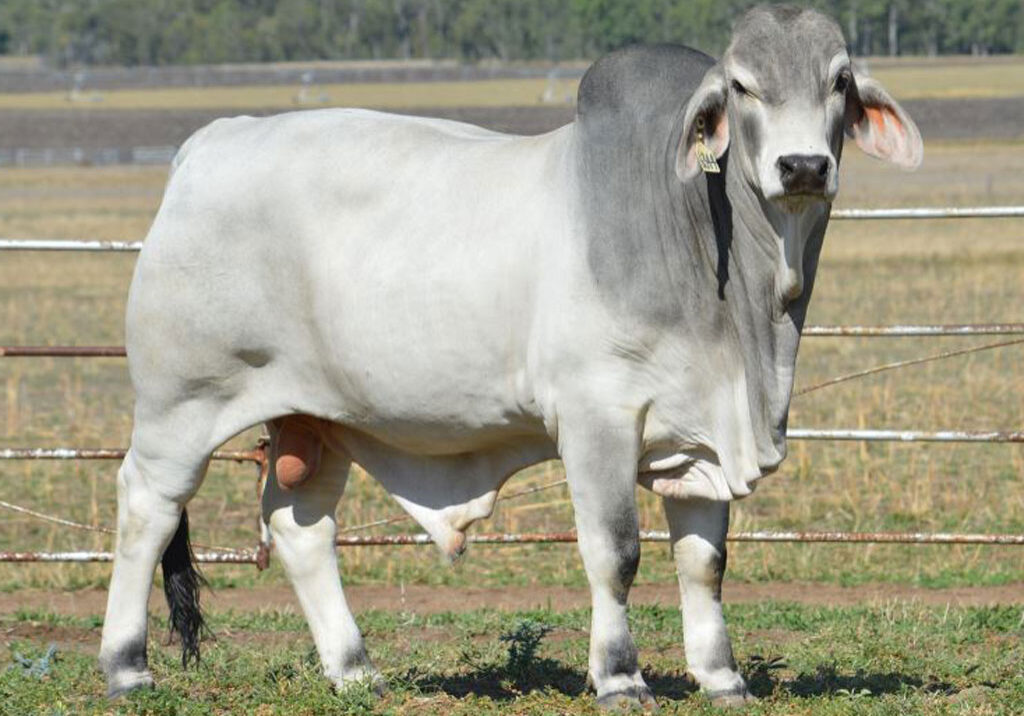 Lot-115-Lancefield-M-6344