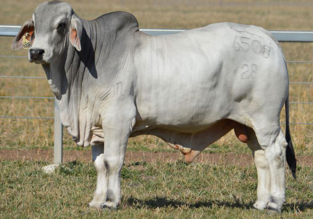 Lot-117-Lancefield-M-6508