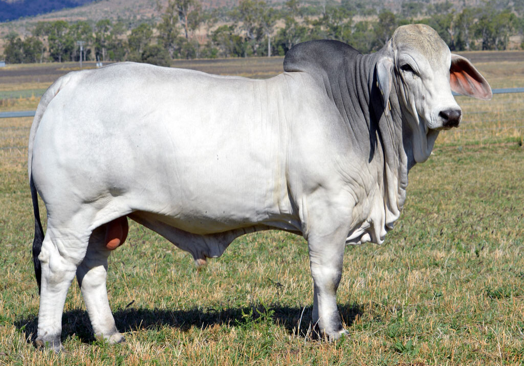 Lot-118-Lancefield-M-Baker-6187_MM