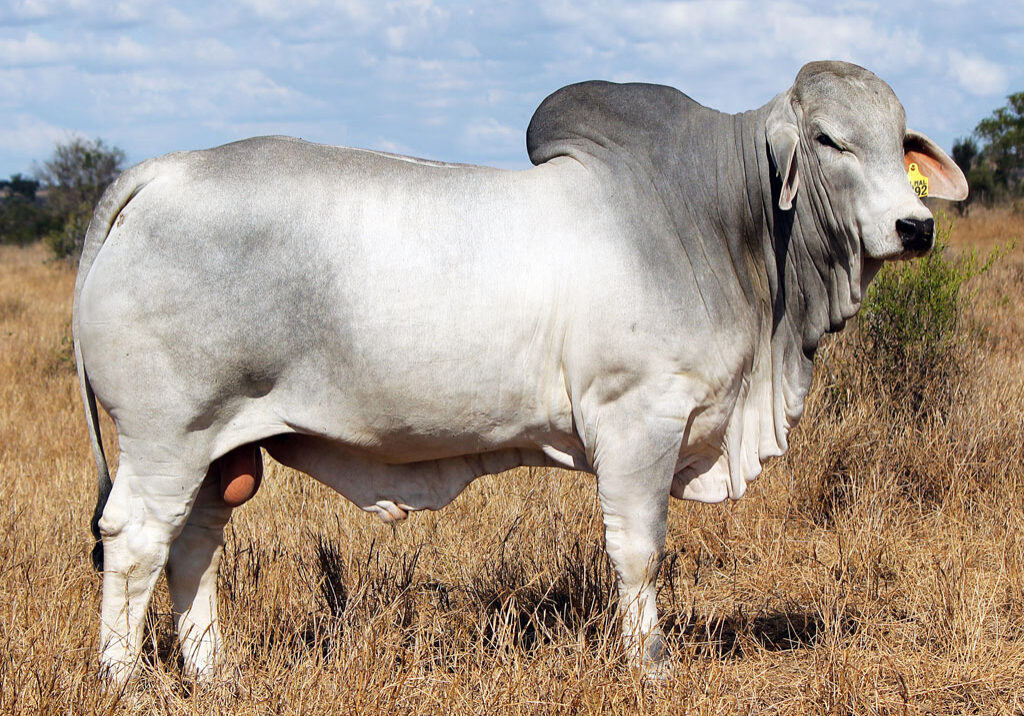 Lot-119-Palmal-Dakar-8792_DJM