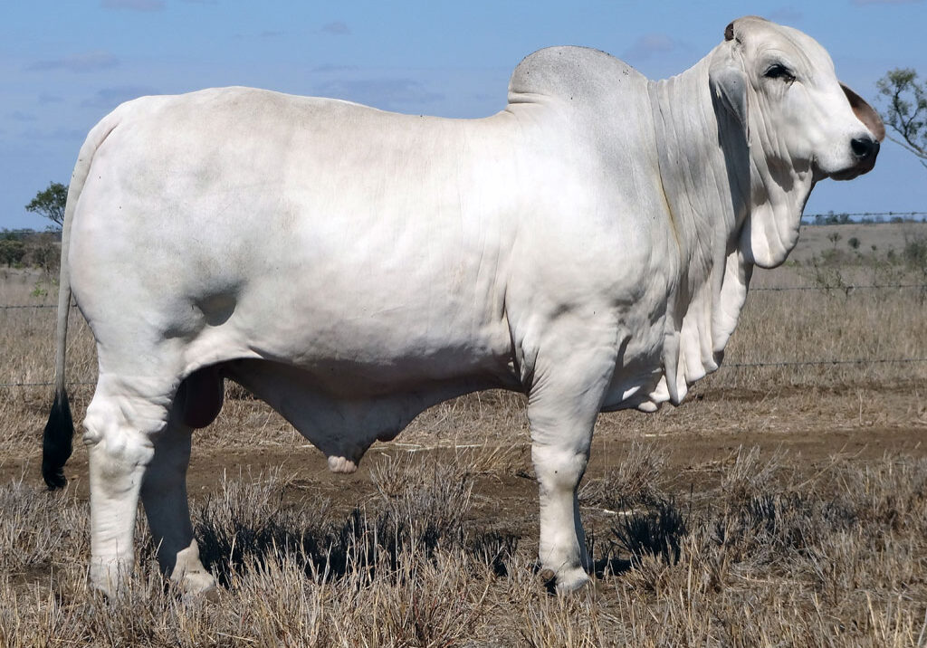 Lot-12-2AM-Joffrey-6748_AM