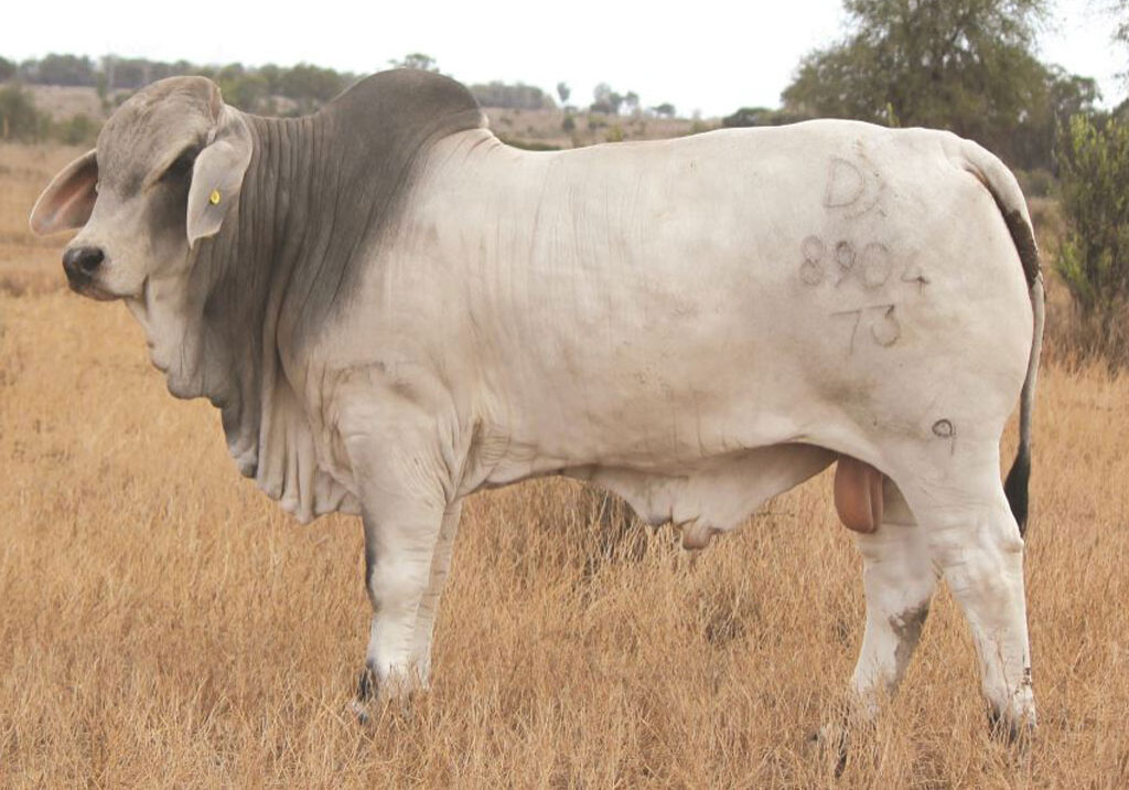 Lot-120-Palmal-8904_DJM