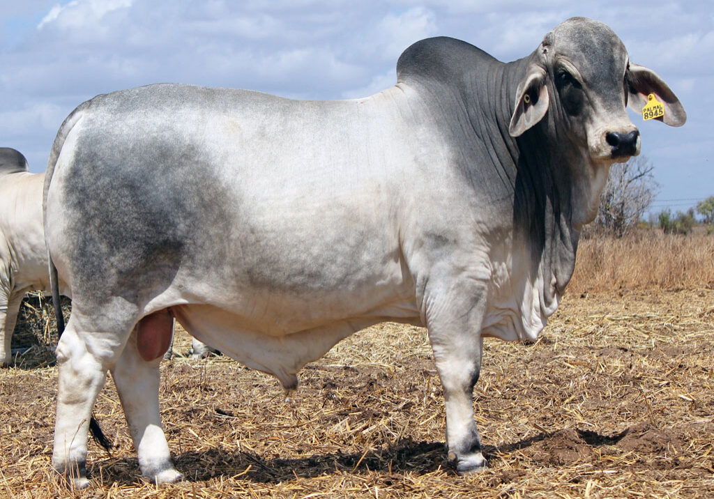 Lot-122-Palmal-Aston-8945-(Poll-Scurr)_DJM