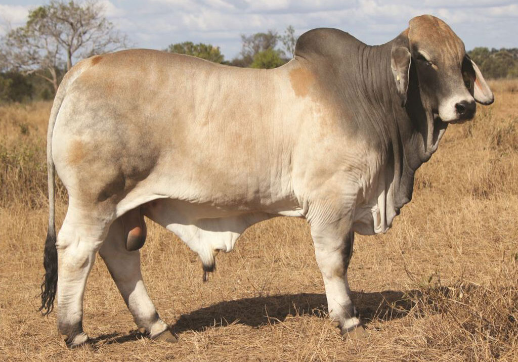 Lot-123-Palmal-8799_DJM