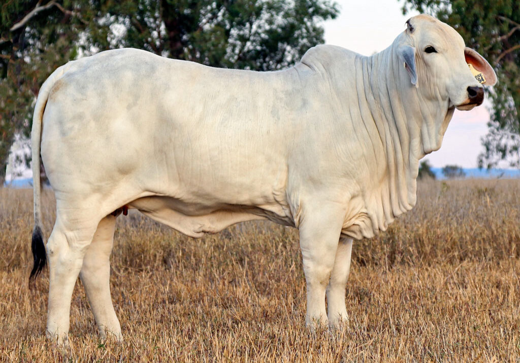 Lot-133-Elrose-Posh-18794_CR