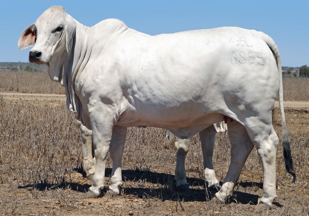 Lot-143-2AM-Miss-Stanley-6855_AM