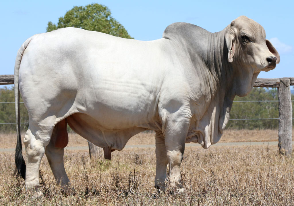 Lot-16-LANCEFIELD-S-CUMMINS-5895_1