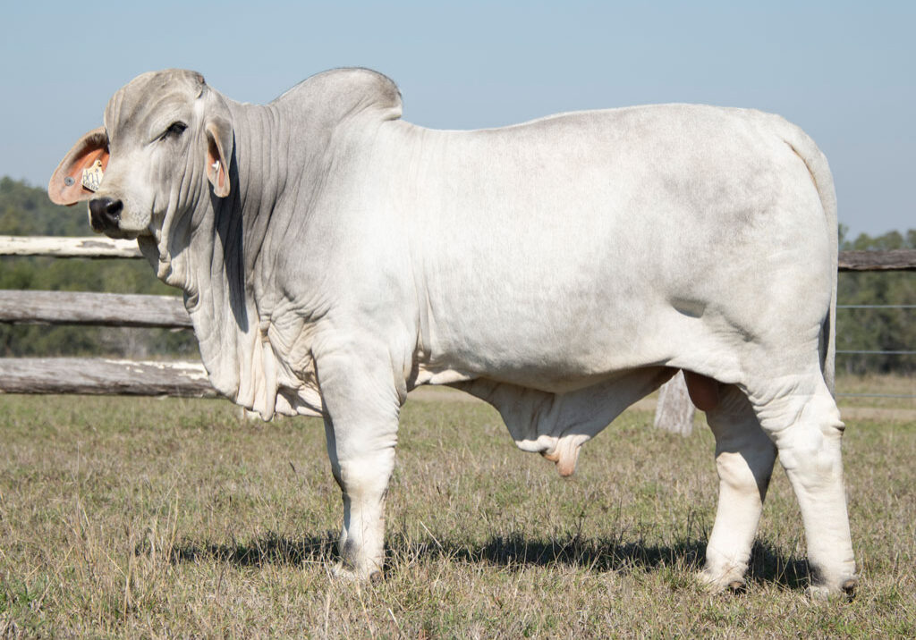 Lot-18---Lancefield-S-6606