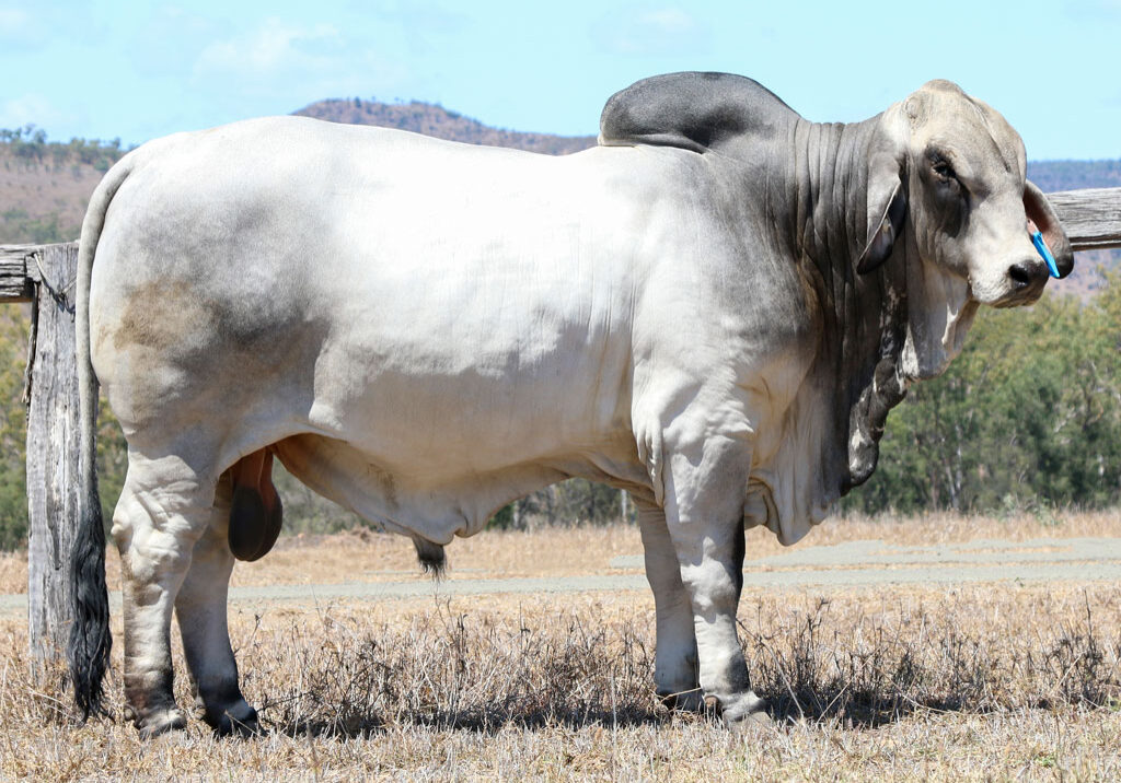 Lot-19-LANCEFIELD-S-BRADEY-5889-1