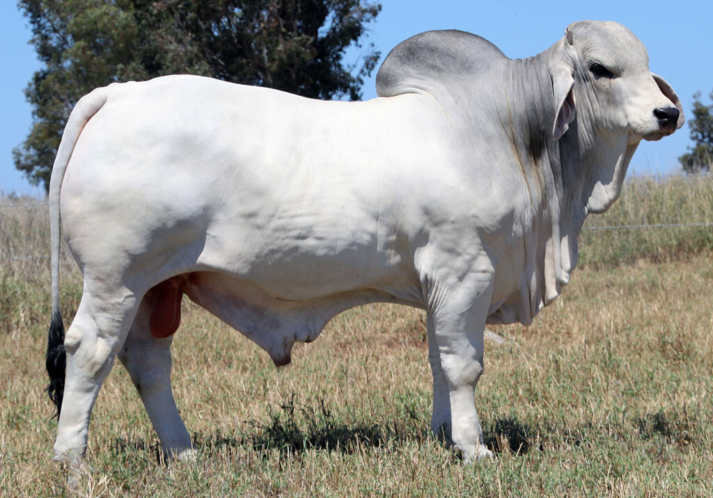 Lot-2-Elrose-B-Judgement-18766_McCALM