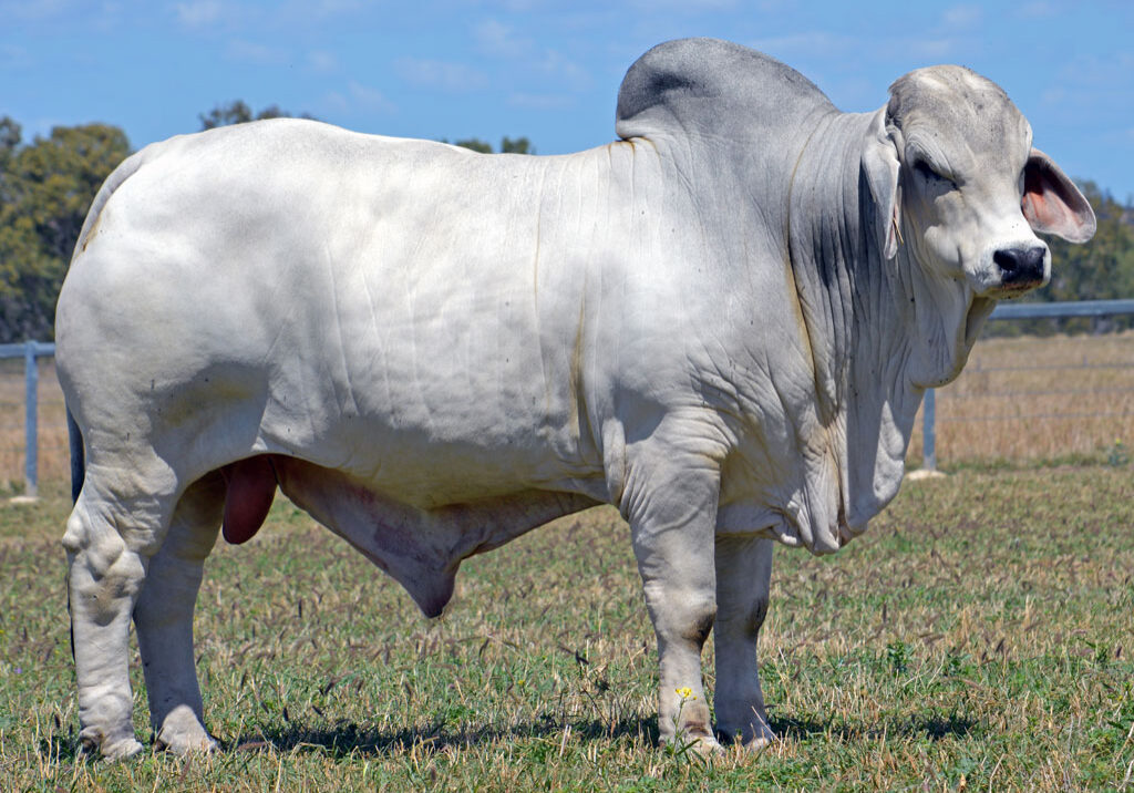 Lot-22-Lancefield-M-Millionaire-6310_MM