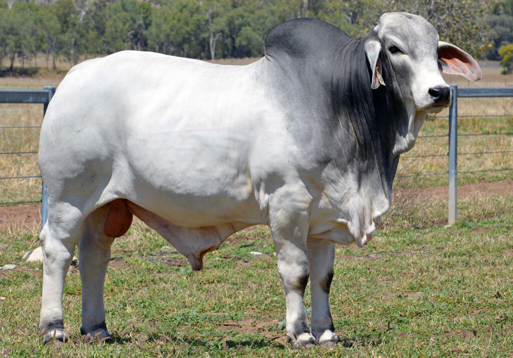 Lot-24-Lancefield-M-Erebus-6348_MM