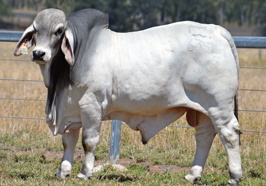 Lot-25-Lancefield-M-Easton-6351_MM