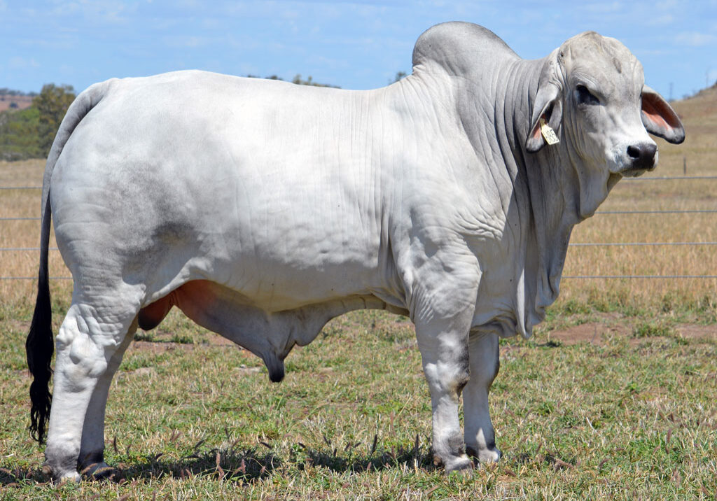 Lot-28-Lancefield-M-Chisum-6185-(Poll-Scurr)_MM