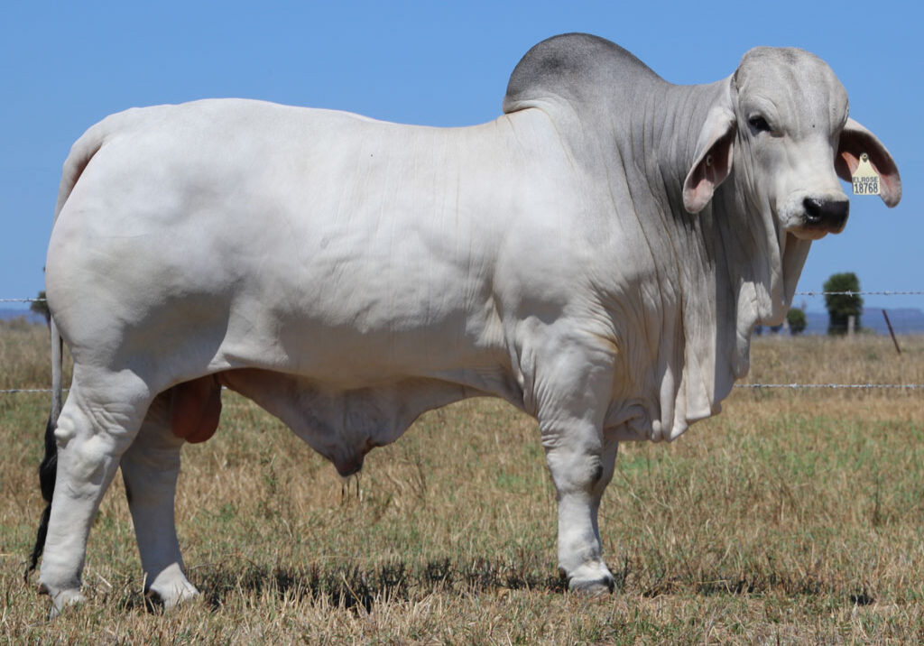 Lot-3-Elrose-Jubilee-18768_McCALM