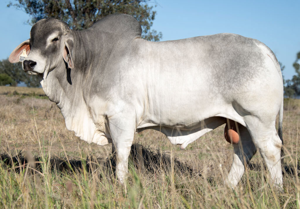 Lot-30---Elrose-Yield-22999-(PS)-(2)